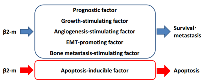 β2微球蛋白(β2-MG)在癌細(xì)胞中的功能 β2微球蛋白(β2-MG)在癌細(xì)胞中的功能