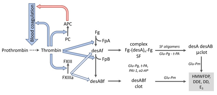 凝血激活、纖溶及蛋白C系統(tǒng)中的分子相互作用