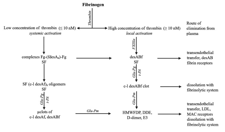 SF、凝塊和聚合纖維片段的形成、溶解及去除方式