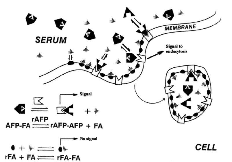 AFP配體飽和形式轉(zhuǎn)化為無配體形式示意圖
