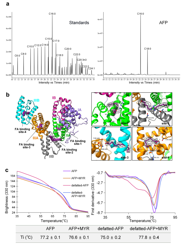 AFP的脂肪酸結(jié)合位點